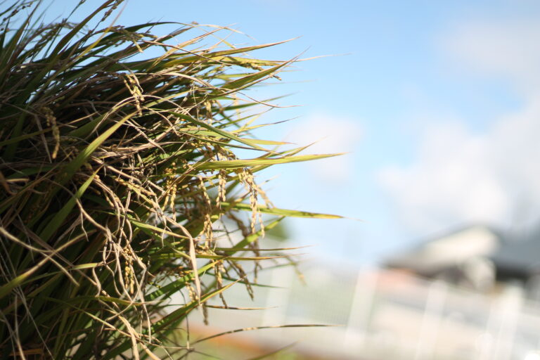 バケツ稲　収獲🌾